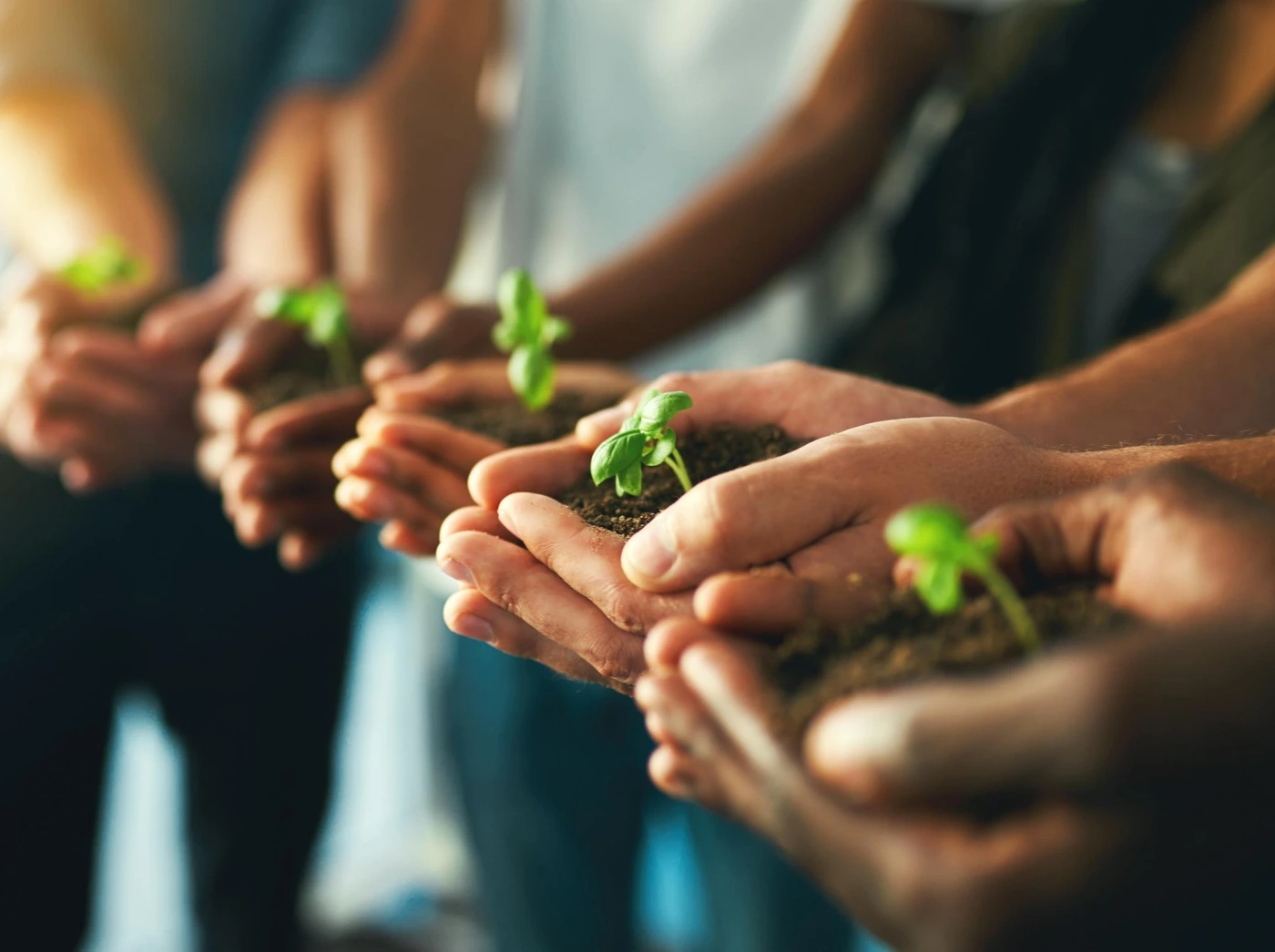 Several pairs of hands each cupping soil and a young green seedling.